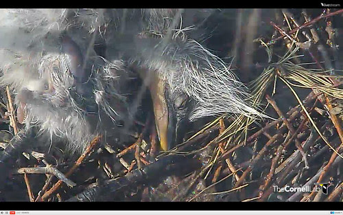 Great Blue Heron chicks