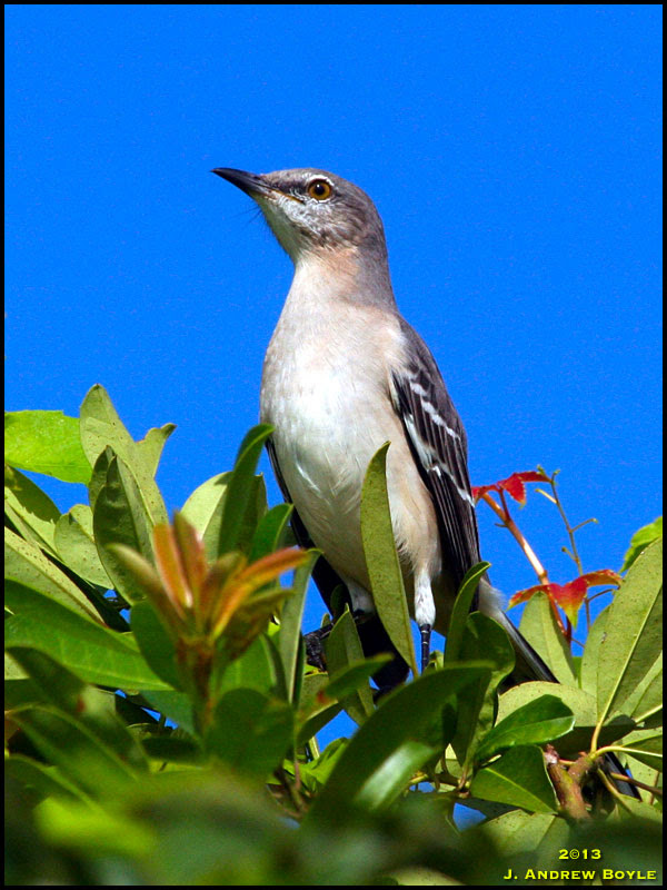 Northern Mockingbird Northern Mockingbird