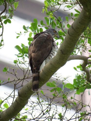 鳳頭蒼鷹/無限台南
