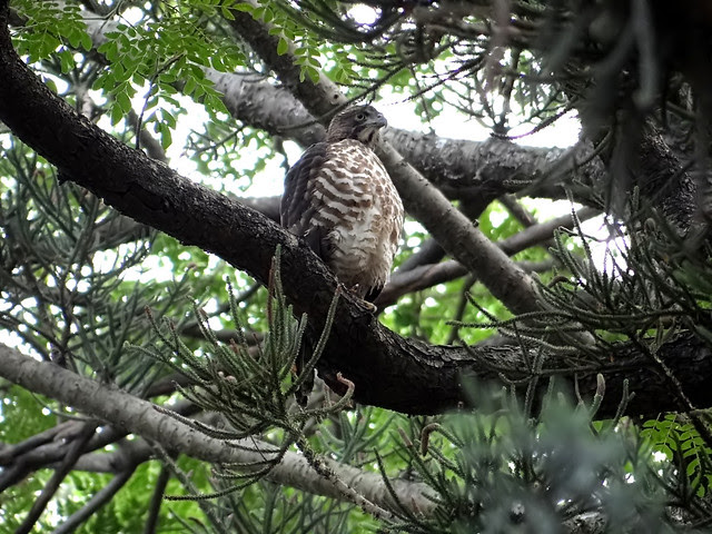 鳳頭蒼鷹/無限台南