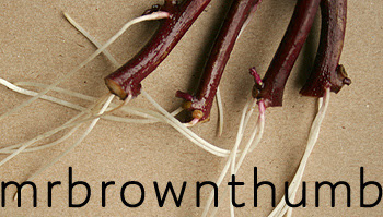 Ornamental Sweet Potato Vine roots