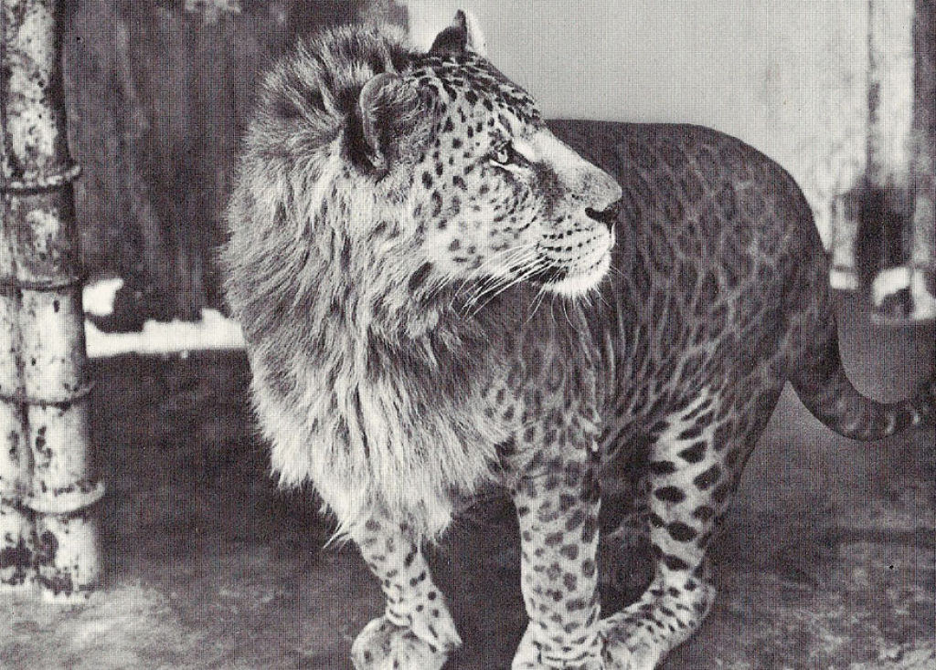 animais_hibridos 16