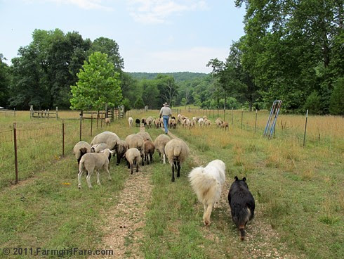 Heading out to the front field after working the sheep 1 - FarmgirlFare.com