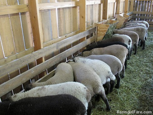 Lambs chowing down in the creep feeder - FarmgirlFare.com