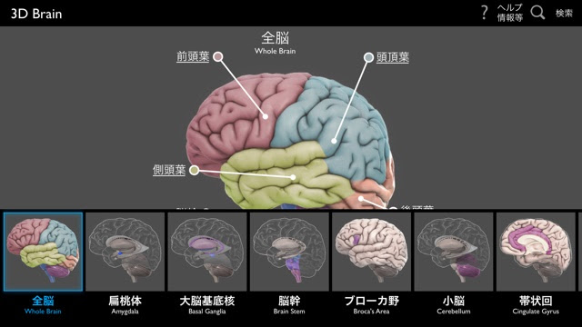 新鮮な脳 3d モデル フリー 全イラスト集