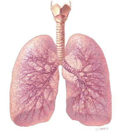 Lungs Diagram of a Smoker after Smoking Cancer Anatomy And Heart ...