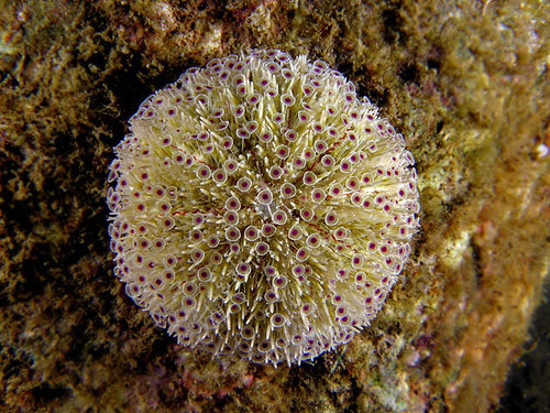 flower urchin
