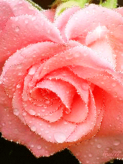 Очаровательная роза