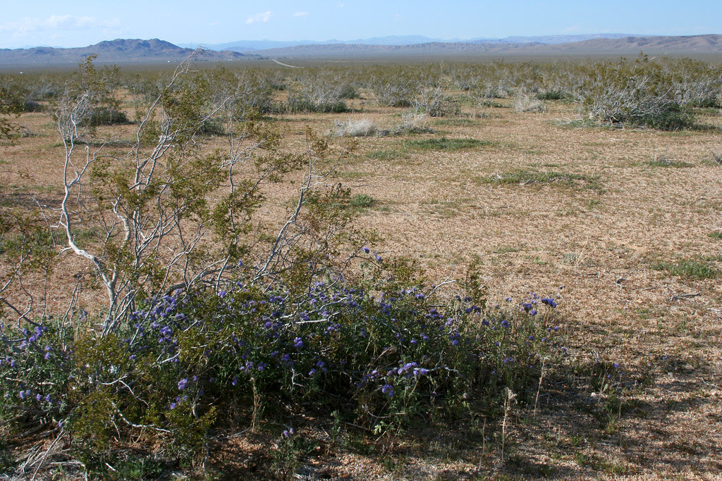 phacelia_nurse
