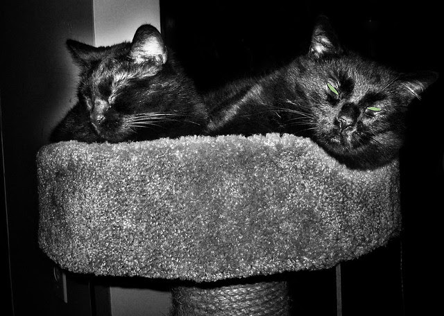velvet and little one