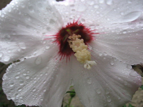 Rose of Sharon in Rain2