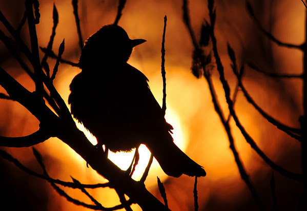 sunrise robin sunrise robin