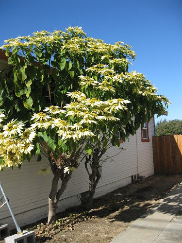 That's a big poinsettia tree!