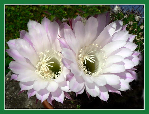 Kaktusblüten_2