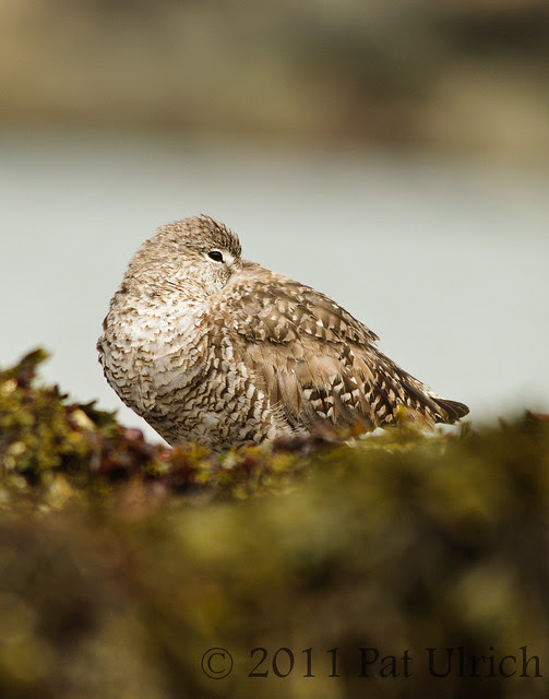 Resting willet at Pillar Point Harbor - Pat Ulrich Wildlife Photography