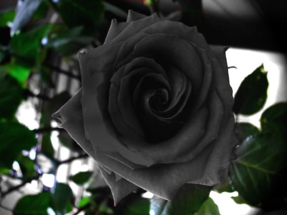 黒い バラ 花 言葉