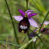 Bee orchid