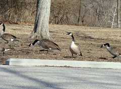Butt biting goose