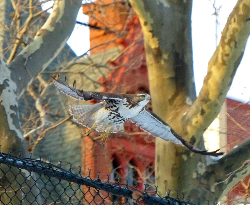 Juvenile red tail in Tompkins Square