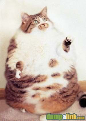 fat