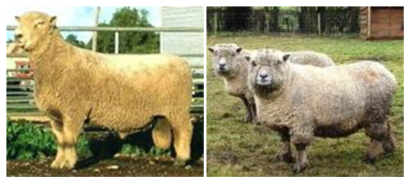 Domba Southdown
