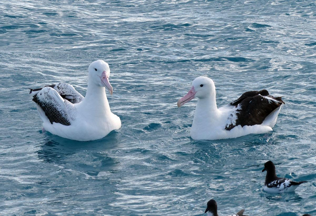 RÃ©sultats de recherche d'images pour Â«Â northern royal albatrossÂ Â»