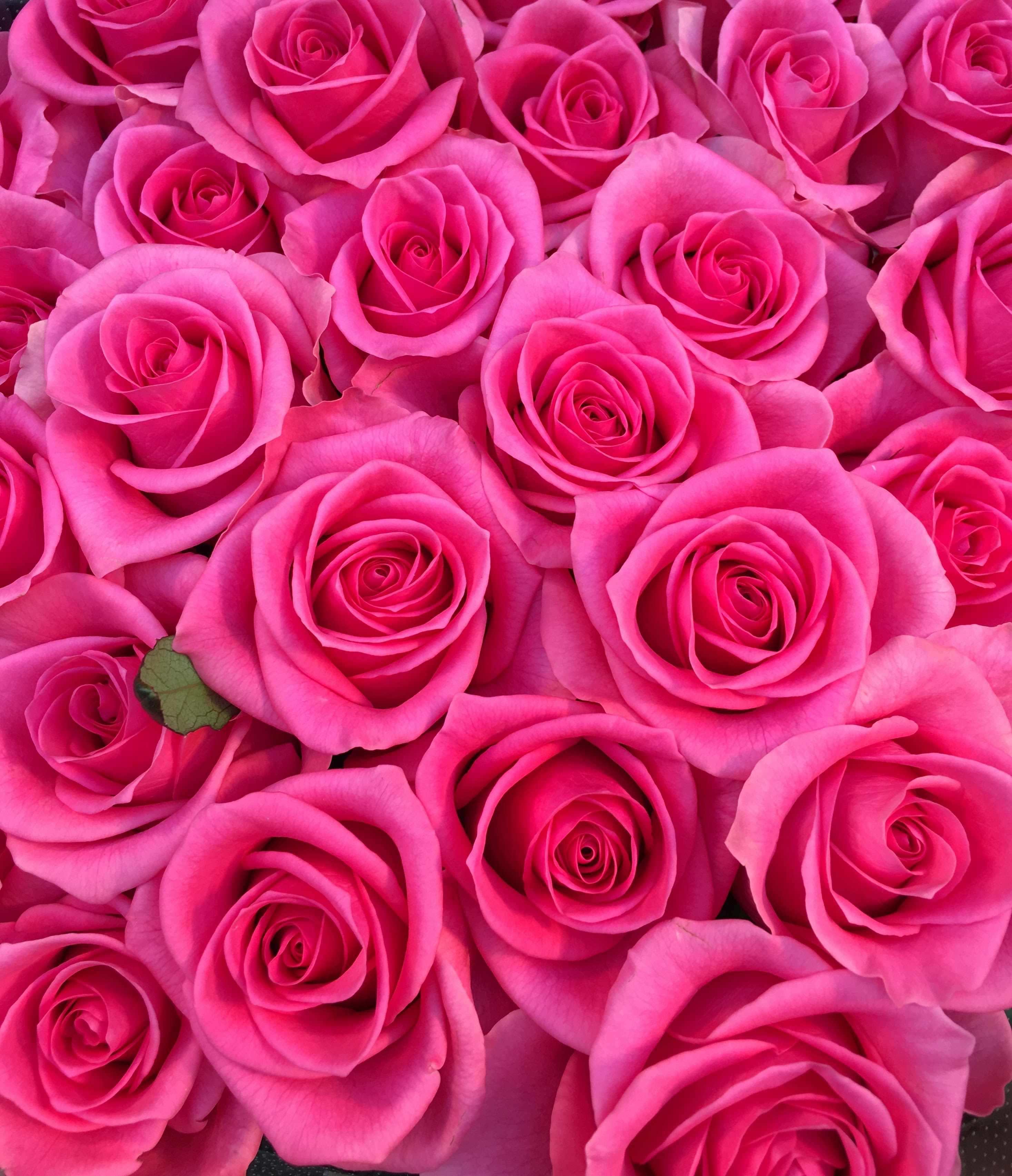 驚くばかりピンク バラ 画像 最高の花の画像