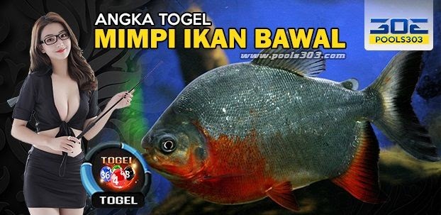 11 Mimpi melihat ikan gurame togel