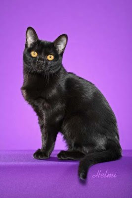Bombay cat