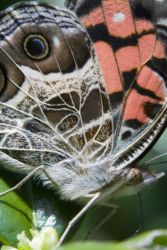 20090405_Macro_0183-WEB
