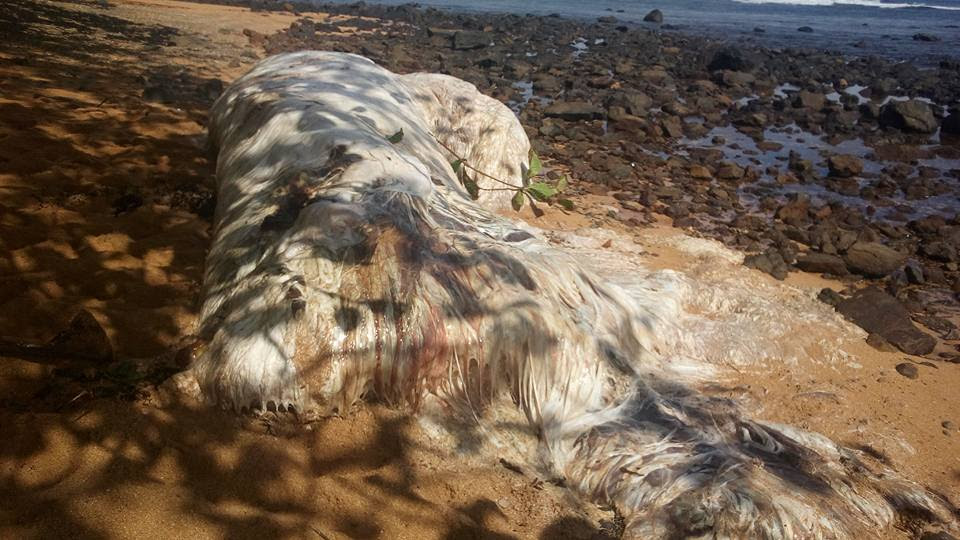 Terjawab, Makhluk Putih Berbulu yang Terdampar di Pantai Filipina ...