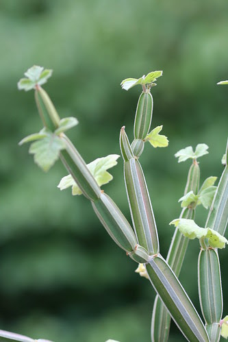 Cissus