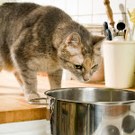 猫に味噌汁はダメ！理由と舐めてしまった時の対処法 - ニコニコニュース