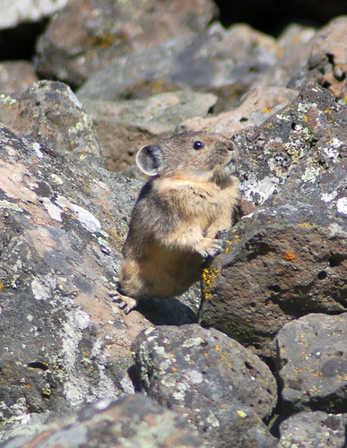 Pika