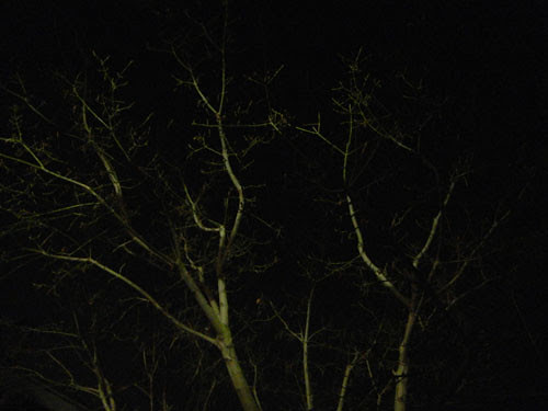 Trees at Night _ 9267