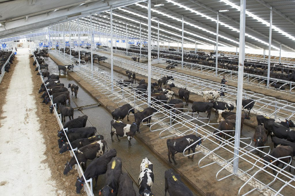 Milking starts on world's largest robotic dairy farm ...