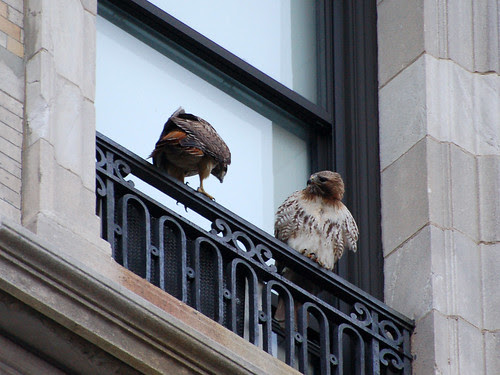 Two Hawks at St. Luke's