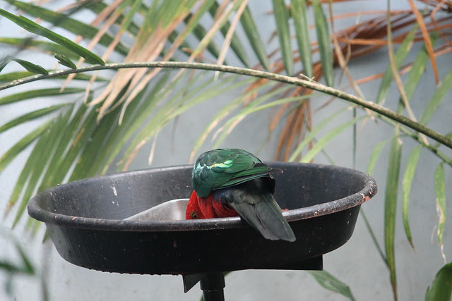 Australian King Parrot