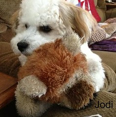 Jodi & His Lion