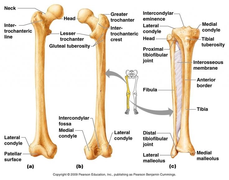 Human Bone Anatomy Diagram - It can help you understand our world more