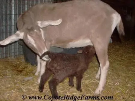 Domba Menyusui Kambing Domba Menyusui Kambing