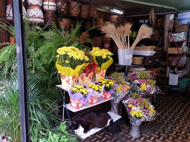 Comentários e avaliações sobre A Original Flores da Tijuca Ltda.
