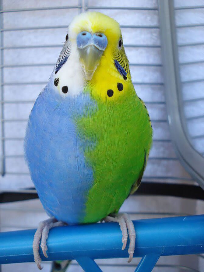 Animals most unexpected colors
