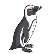 すべての花の画像 Hd限定ケープペンギン フンボルトペンギン