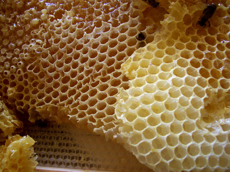 Archivo: Honey comb.jpg