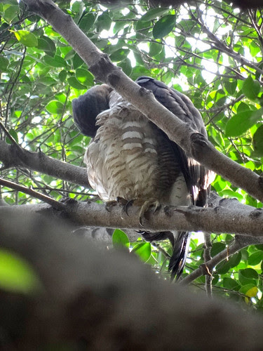 鳳頭蒼鷹/無限台南