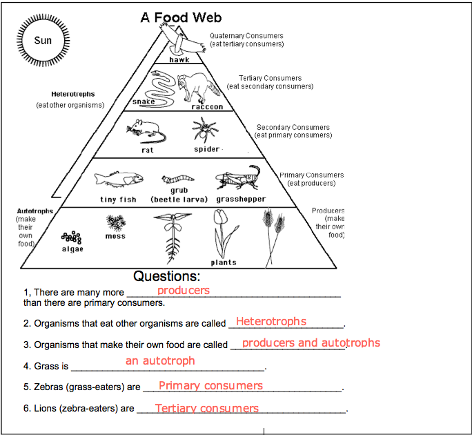 Food Web Worksheet Answer Key Promotiontablecovers