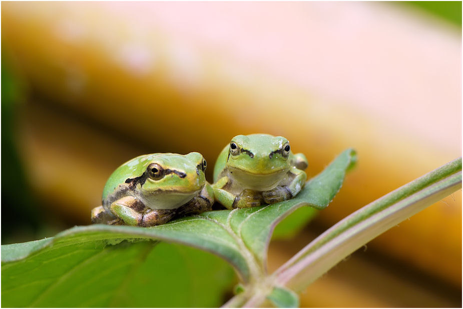 驚くばかりアマガエル 画像 可愛い 最高の動物画像