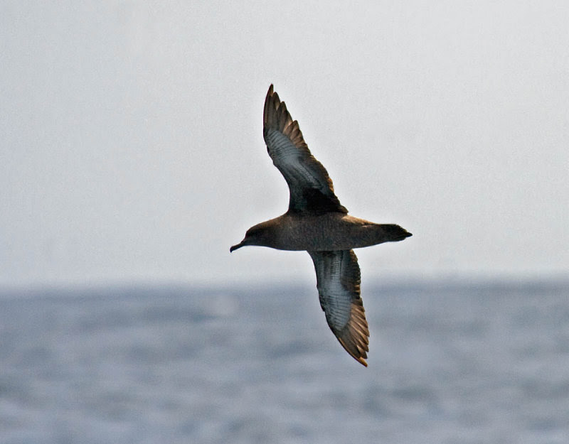 Sooty Shearwater Sooty Shearwater