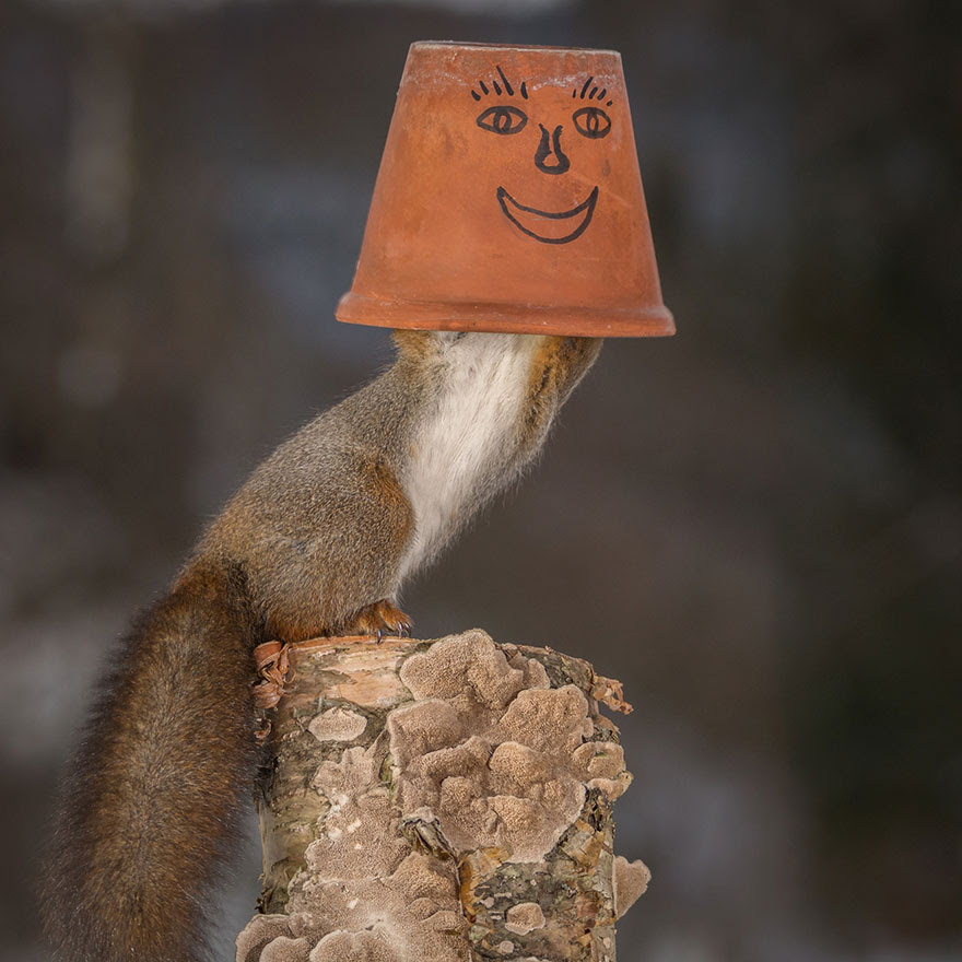 cute-squirrel-photography-geert-weggen-6
